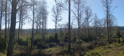 CentroCasas.cl Venta de Parcela en Panguipulli, EL MONGE